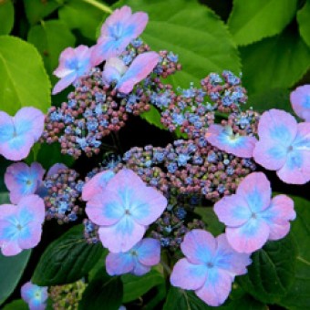 Гортензия пильчатая Hydrangea serrata Veerle