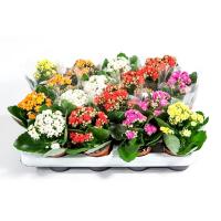Каланхое Kalanchoe