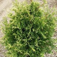 Туя западная (Thuja occidentalis 'Stolvik')