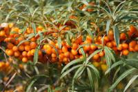 Облепиха крушиновидная (Hippophae rhamnoides) 100-130 C10