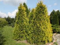 Thuja occidentalis 'Sunkist'