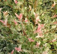 Ива цельнолистная Salix integra Hakuro Nishiki