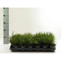 Pinus mugo pumilio