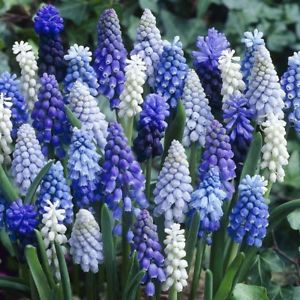 Мускари Muscari Armeniacum, Mix