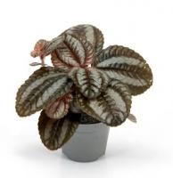 Pilea 'Norfolk'