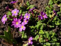 Примула Юлии Primula juliae - violeti sarkana (фиолет-красные,IV-V,Н=10-12см)