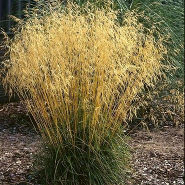 Луговик дернистый (Deschampsia cespitosa `Tautrager`) С3