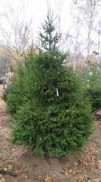 Ель обыкновенная (Picea abies Н30м)