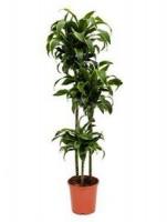 Драцена душистая Fragrans 'Dorado' пучком 27/180