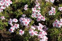 Флокс Дугласа Phlox douglasii 'Coral Eye' (розовый,V-VI,Н=12/7см)