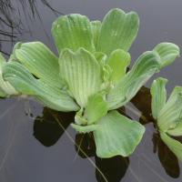 Pistia