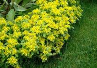 Очиток  камчатский Sedum kamtschaticum var. midendorfianum (жёлтый,VII-VIII,Н=20см,лист ярко-зелёный