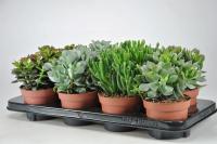 Крассула Crassula Gem 12/18