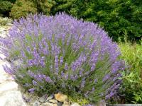 Лаванда узколистная Hidecote Blue