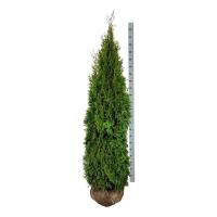 Туя западная Смарагд 200cm (Thuja occidentalis 'Smaragd')