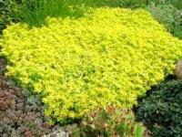 Очиток едкий Sedum acre 'Aurea' (золотисто-жёлтый,VI-VII,лист зелёно-жёлтый)