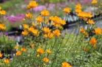Купальница китайская Trollius chinensis 'Goldkonigin' (оранж-желт,VII-VIII,Н=60см)