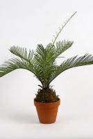 Цикас Cycas Revoluta D18