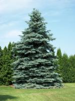 Ель колючая (Picea pungens Glauca 150-175 WRB) Н=20м,В=8м Ай