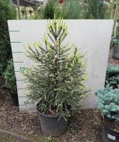 Picea abies 'Matches'