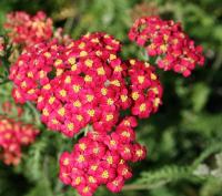 Тысячелистник обыкновенный Achillea millefolium 'Paprika' (красн,Н=60см)
