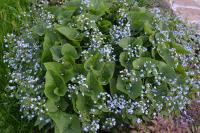 Brunnera sibirica Бруннера сибирская (светло-синяя,IV-VI,Н=60см)