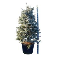 Ель колючая Picea pungens Fat Albert