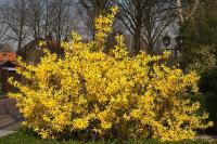 Форзиция промежуточная (Forsythia intermedia Spectabilis)