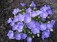 Колокольчик карпатский Campanula carpatica 'Dark Blue Clip' (ярко-синий,VI-IX,Н=20см,лист тёмно-зелё