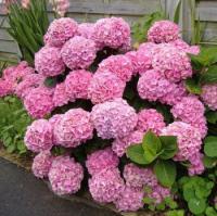 Гортензия крупнолистная Эндлесс Саммер Endless Summer BloomStar Pink  С5
