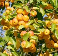 Яблоня декоративная (Malus Butterball BR/150-175 в С15-20) Д=4 В=5м
