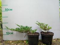 Можжевельник горизонтальный (Juniperus horizontalis 'Prince of Wales' Н0,3м В2м)
