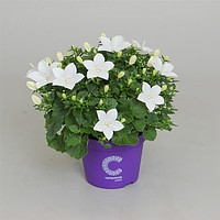 Колокольчик Campanula Adansa White 19