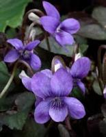 Фиалка лабрадорская Viola labradorica (тёмно-фиолетовая,V,Н=10-15см)
