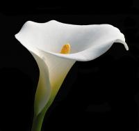 Калла Zantedeschia Overig Withe