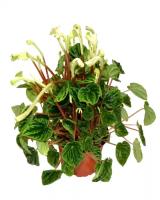 Пеперомия ампельная Peperomia Rotundifolia / A1