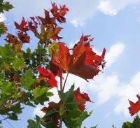 Клен остролистный (Acer platanoides Deborah)