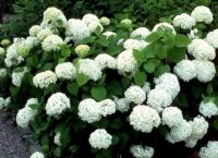 Гортензия древовидная 'Grandiflora'