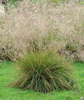 Луговик дернистый Щучка (Deschampsia cespitosa) С2