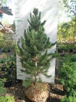 Сосна кедровая Сибирская (Pinus cembra Н40м до 500лет) 180cm WRB