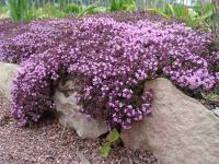 Тимьян ползучий (алые, VI-VII,Н=8/5см,обильное цветение) Thymus serpyllum 'Thume'