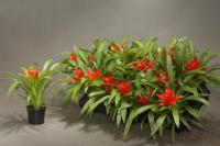 Гузмания Guzmania 'rondo'  9/25