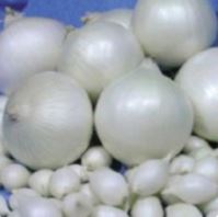 Лук севок Snowball Голландская селекция