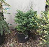 Ель сербская (Picea omorica 'Nana')