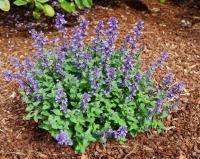 Котовник фассена Пурсиан Блю (Nepeta fasseni Purrsian Blue)