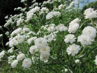 Гипсофила метельчатая Gypsophila paniculata 'Bristol Fairy' (белая,махровая,VII-VIII,Н=90см)