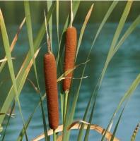 Рогоз широколистный (Typha latifolia) С7