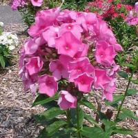 Флокс метельчатый Phlox paniculata 'Edens Crush' (ярко-роз.с тёмно-роз.глазком,VII-VIII,Н=60-80см)