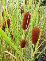 Рогоз Typha Gracilis