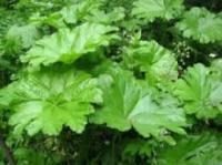 Пелтифиллум щитовидный Darmera peltata (нежно-роз,V,Н=70-100см)